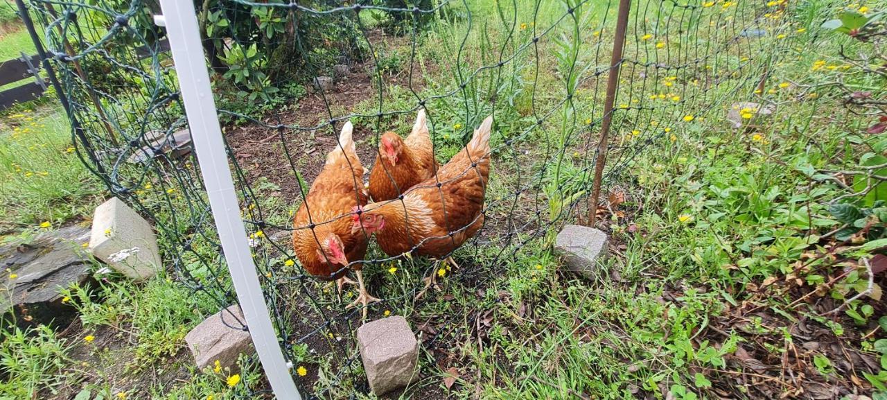 Ferienwohnung Im Gruenen Heppenheim  Exterior foto
